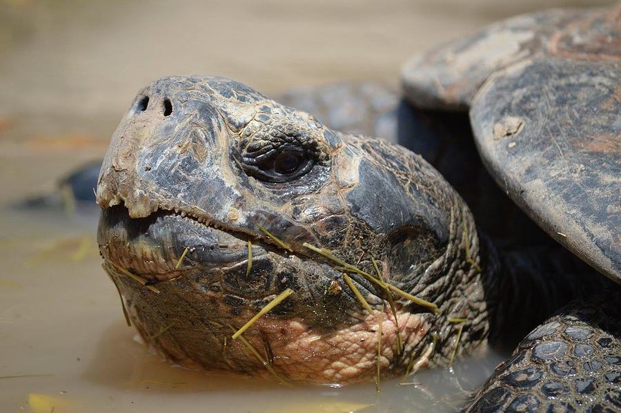 A Happy Tortoise Photograph By Alexis Klinegardner - Fine Art America