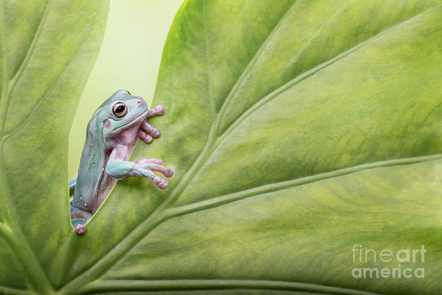 A Happy Whites Tree Frog Photograph by Linda D Lester