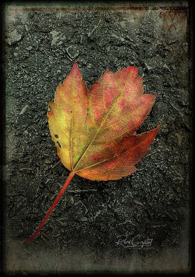 A Harbinger Of Autumn Photograph by Rene Crystal