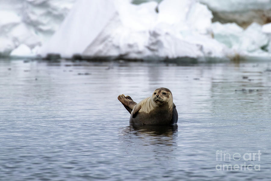 A harbour seal, Phoca vitulina, hauled out on a rock in Svalbard, a Norwegian archipelago between mainland Norway and the North Pole. Photograph by Jane Rix