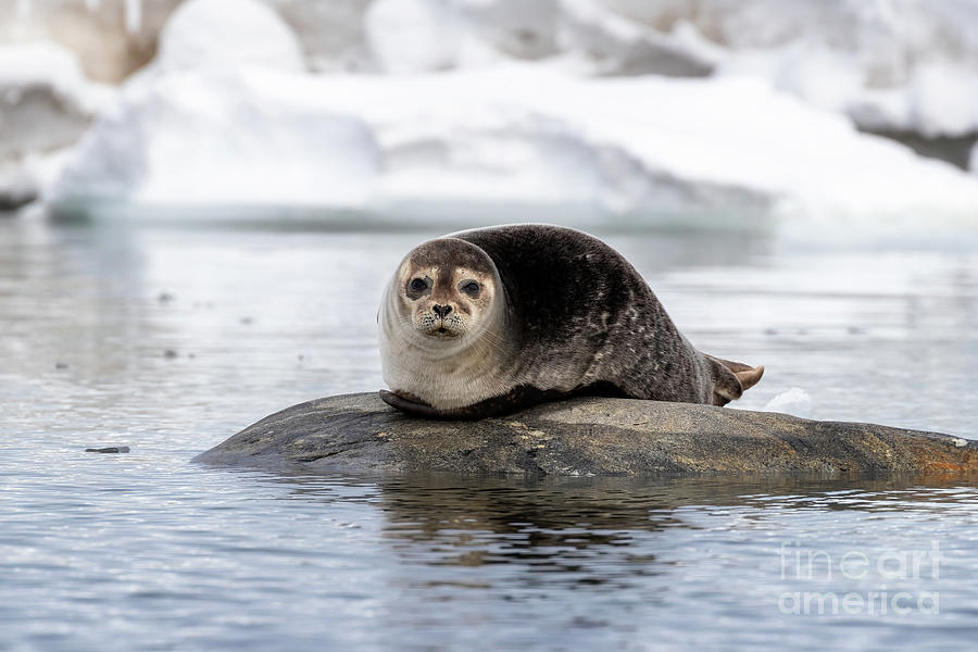 A harbour seal, Phoca vitulina, hauled out on a rock in Svalbard Photograph by Jane Rix