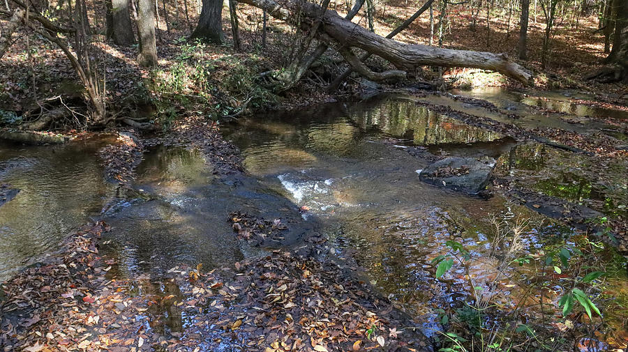 A Hard Labor Creek Look Photograph by Ed Williams