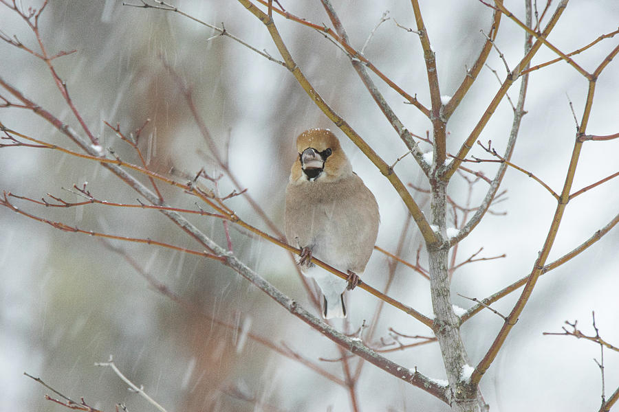 A Hawfinch on a windy snowy day  Photograph by Ellie Teramoto