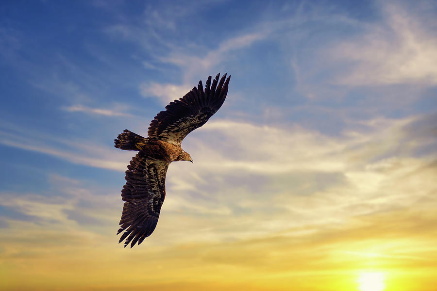 A Hawk flies through the sunset sky Photograph by David Jolly Fine