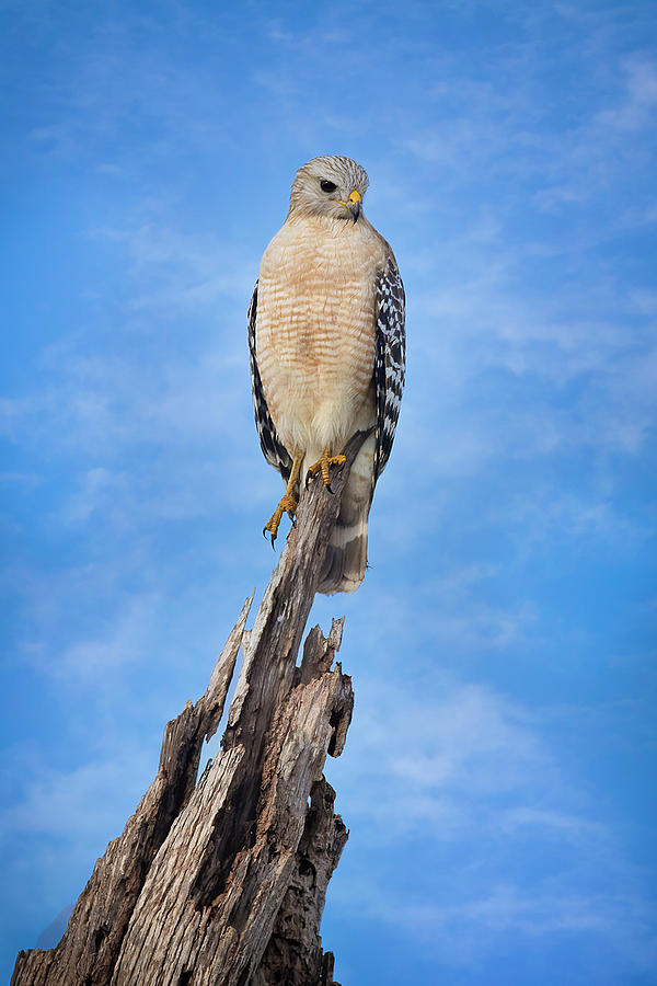 A Hawk in the Everglades Photograph by Mark Andrew Thomas