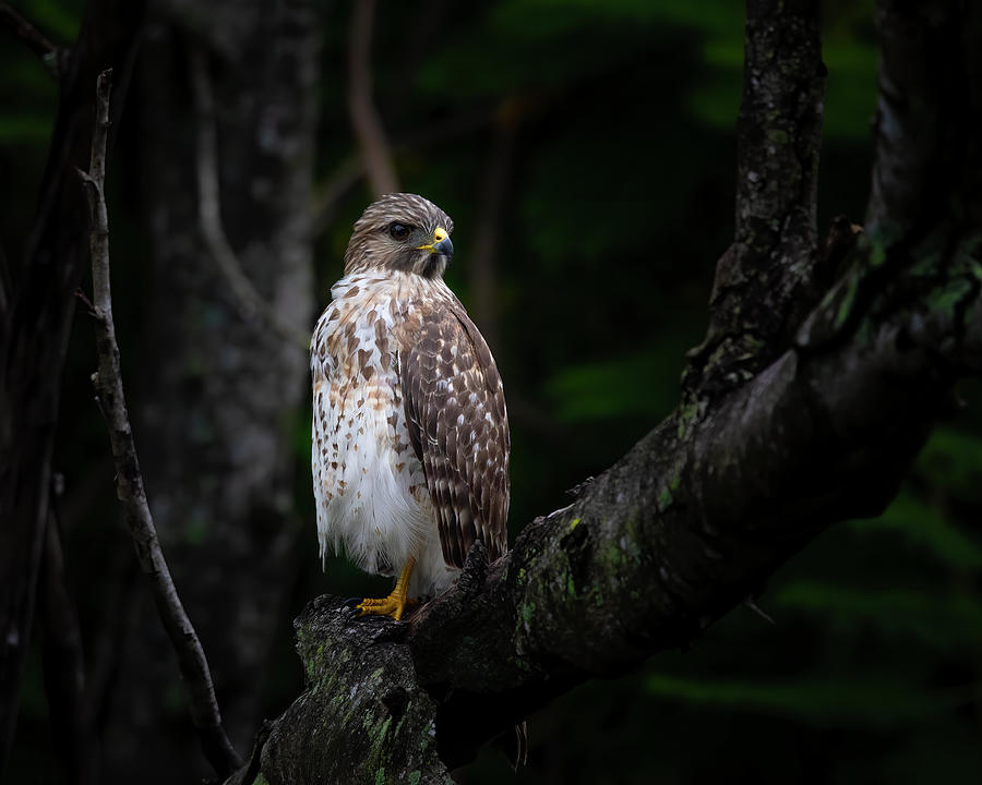 A Hawk in the Forest Photograph by Mark Andrew Thomas