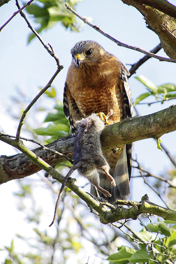 A Hawk is Perched in a Tree Holding a Rodent That He Has Caught. Photograph by Diana Haronis