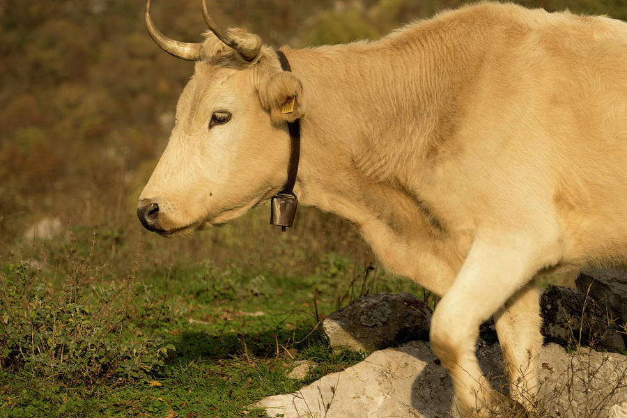 A Head of Wild Cow Photograph by Nina Kulishova - Fine Art America