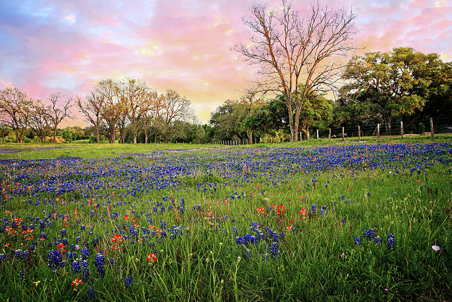 Spring Photograph - A Heavenly Spring Sunset Colors the Hill Country by Lynn Bauer