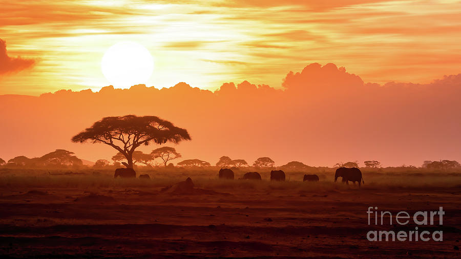 A herd of African elephants walking in Amboseli at sunset Photograph by Jane Rix
