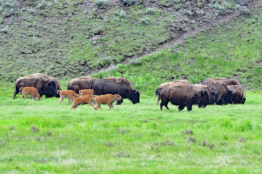 A Herd  of Bison with Calves Photograph by Amazing Action Photo Video