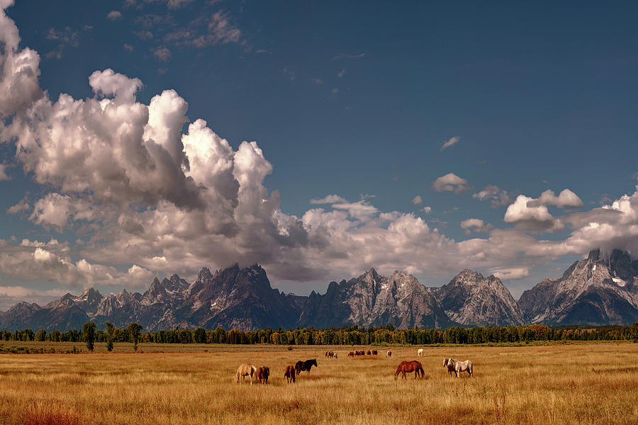A Herd of Horses in Grand Teton National Park Photograph by Lena Owens - OLena Art Vibrant Palette Knife and Graphic Design