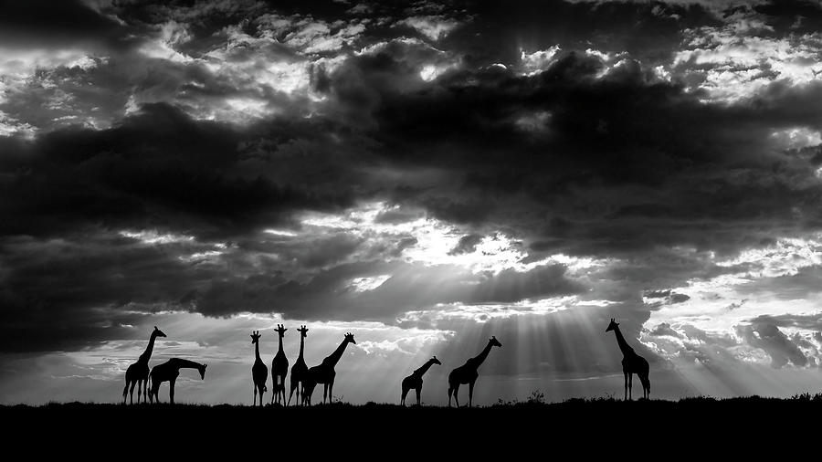 A herd of Masai Giraffe gathering at sunset in Tanzania Photograph by Stu Porter