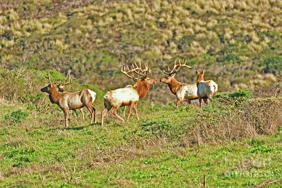 A Herd of Tule Elk Photograph by Amazing Action Photo Video