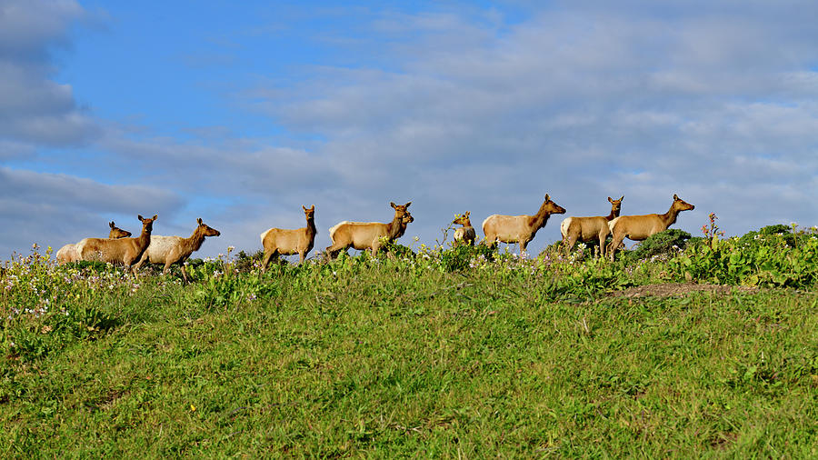A Herd of Tule Elk - Tomales Point Elk Reserved Photograph by Amazing Action Photo Video