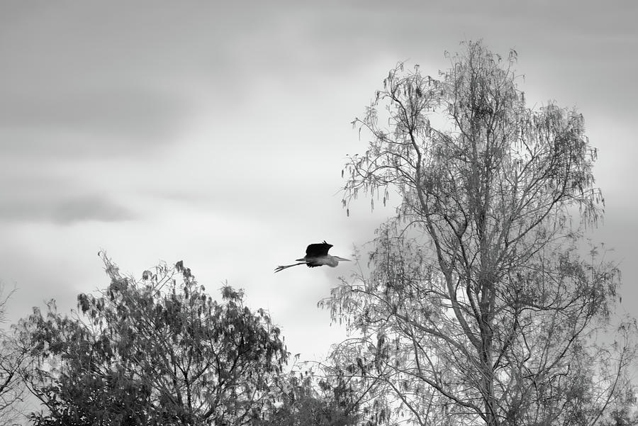 A Heron Through the Trees Photograph by Alan Goldberg
