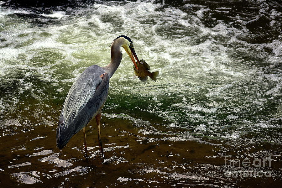 A Herons Fresh Catch Photograph by Bailey Maier