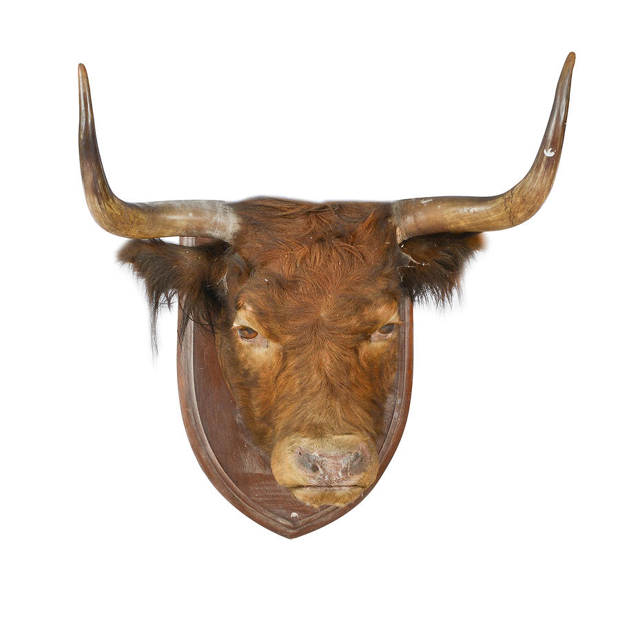 A Highland cow head Painting by Artistic Rifki - Fine Art America