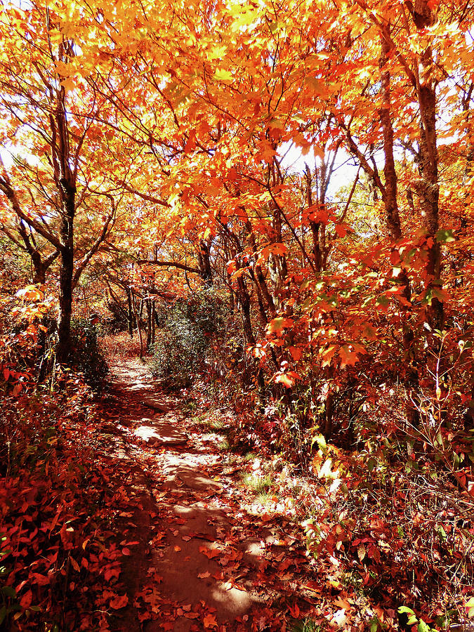 A Hike in The Fall Woods Photograph by Sharon Williams Eng