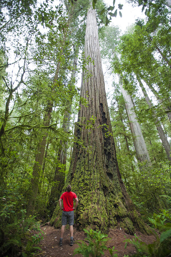 A hiker looks up at a giant Redwood Tree in Stout Grove, Jedediah Smith Redwoods State Park. Photograph by Christopher Kimmel
