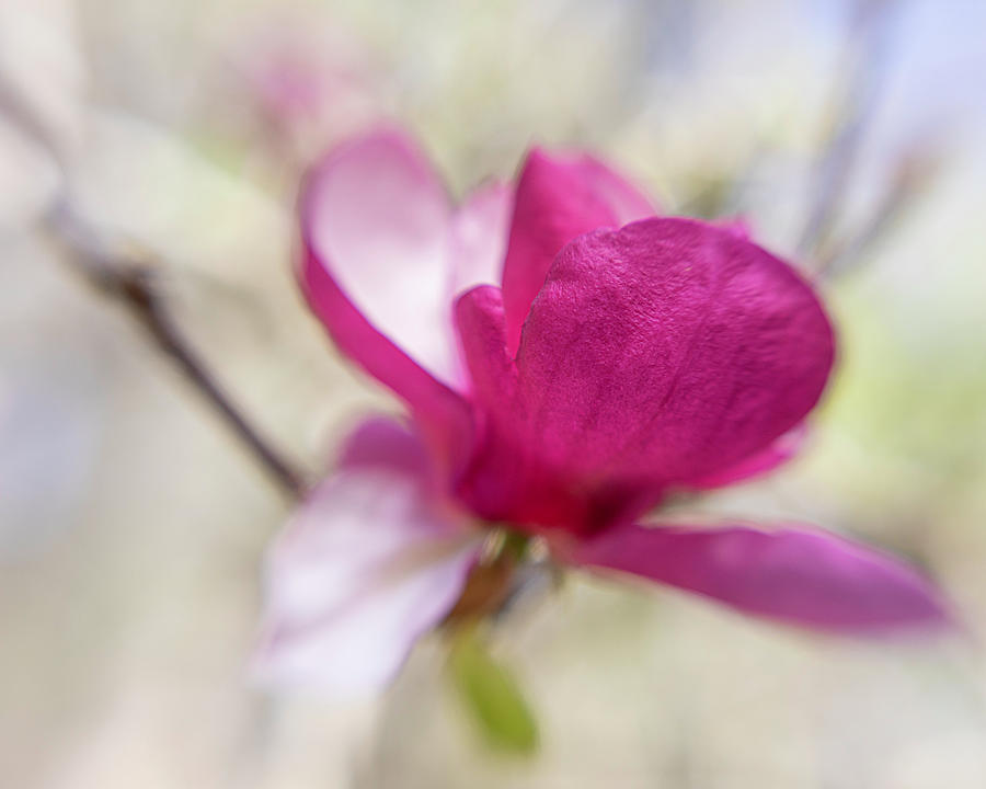 A Hint of a Magnolia Photograph by Teresa Wilson