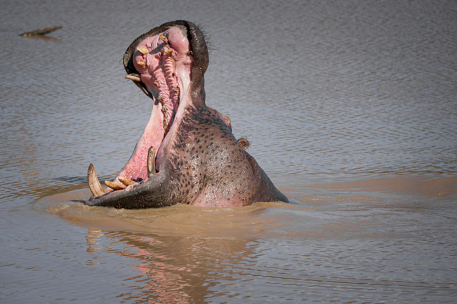 A hippo with mouth wide open in water Photograph by Chasing Light - Photography by James Stone james-stone.com