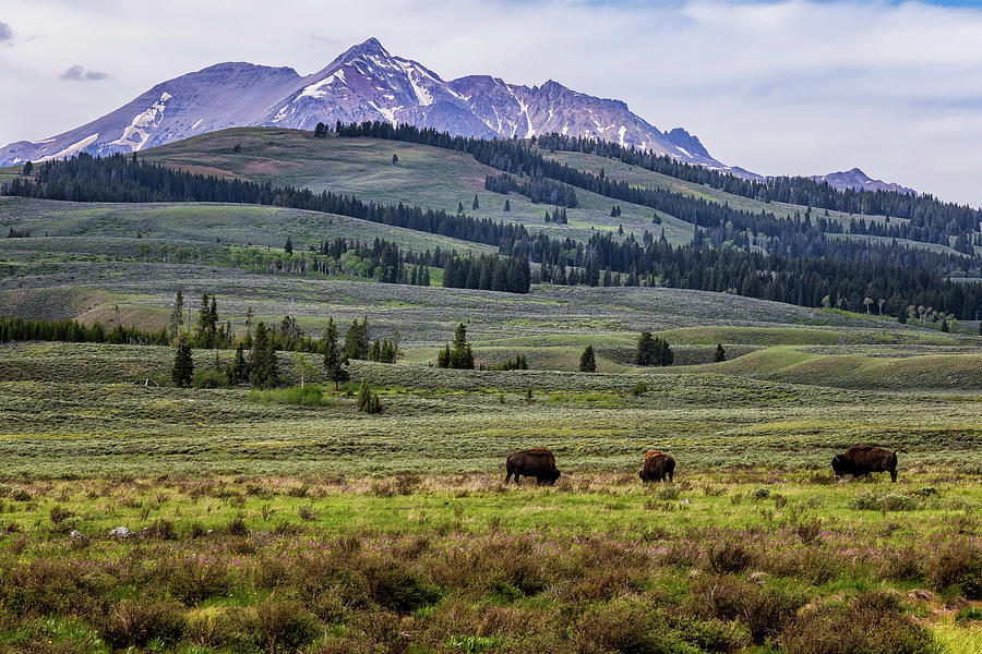 A Home For The Buffalo - Yellowstone Photograph