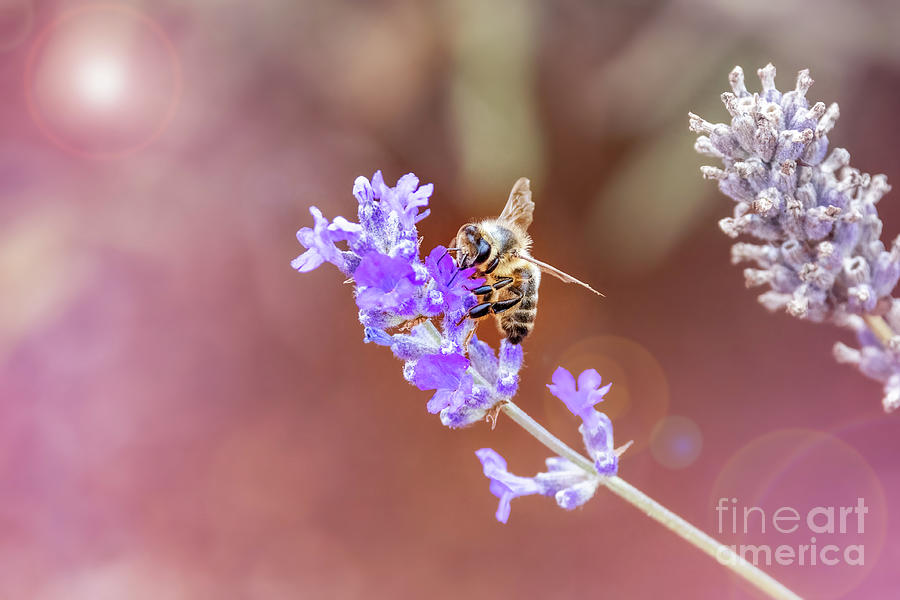 A honey bee, apis mellifera, collects pollen and nectar from a l Photograph by Jane Rix
