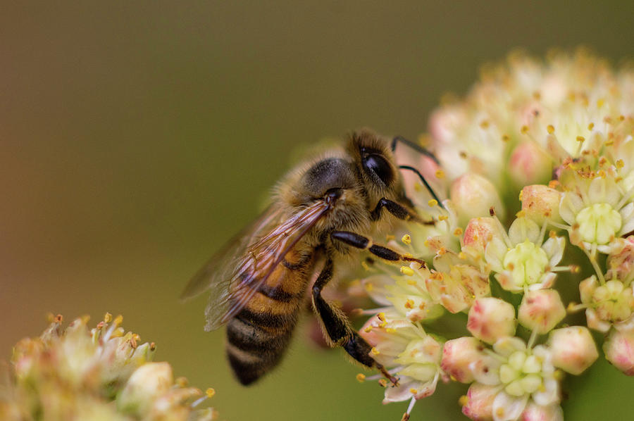 A honey bee enjoying flower nectar Photograph by Maria Dimitrova