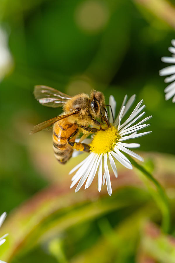 A Honey Bee On A Wild Chamomile Flower Photograph
