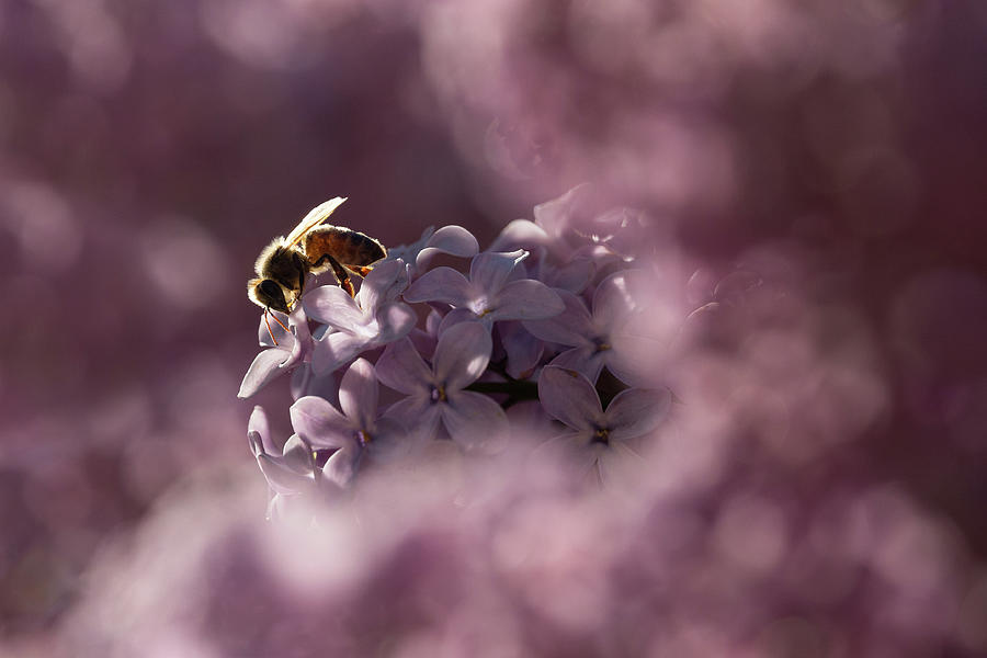 A Honey Bees Dream Photograph by Penny Meyers