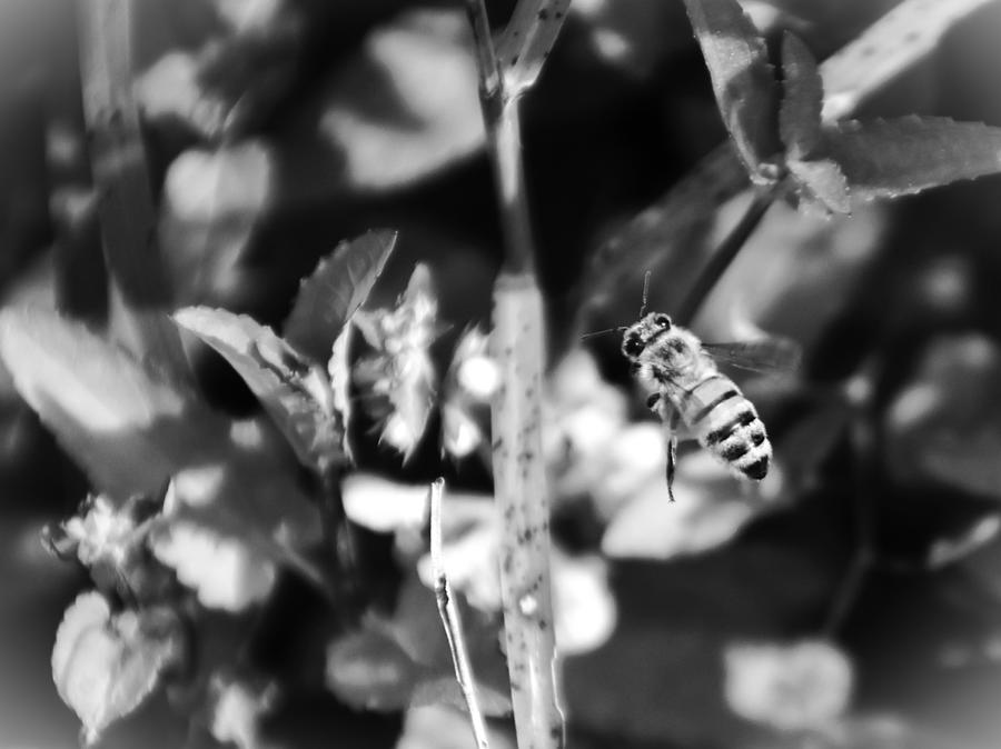 A Honeybee In Flight Black And White Vignette   Photograph by Christopher Mercer