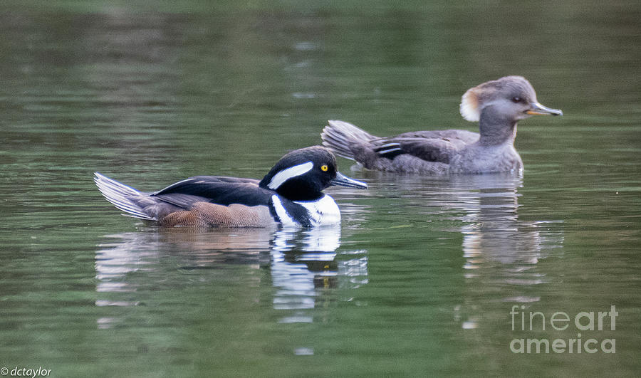 A Hooded Merganser Pair Photograph By David Taylor - Pixels