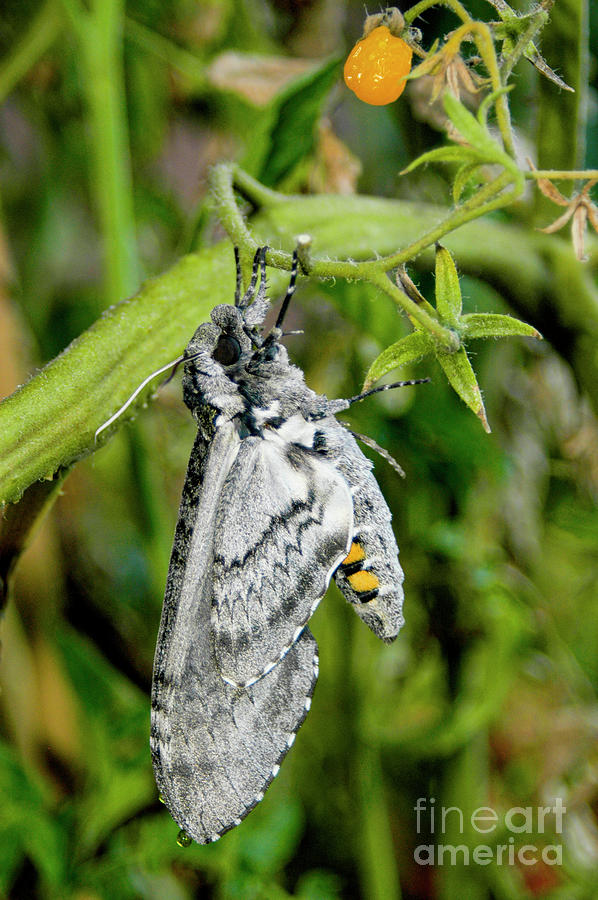 A hornworm moth hangs on a tomato vine in search of a place to lay eggs. Photograph by Gunther Allen