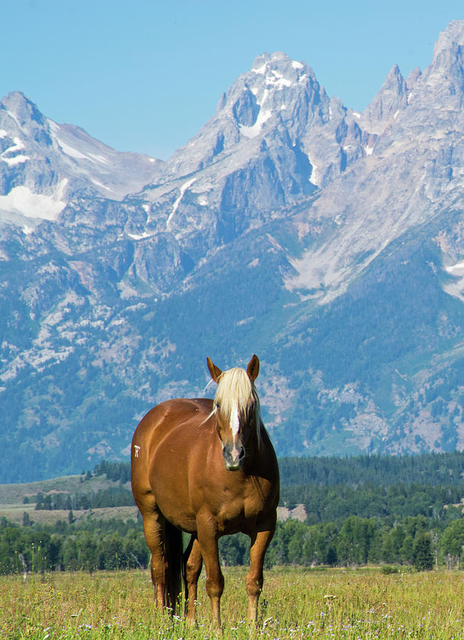 A Horse a Gaze on the Grand Tetons Cunningham Ranch Photograph by Bruce Gourley