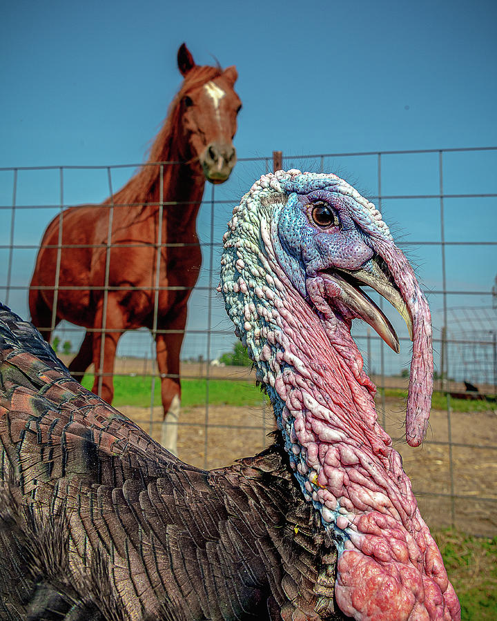 A Horse and Turkey Photograph by Frederick E Herrin - Fine Art America
