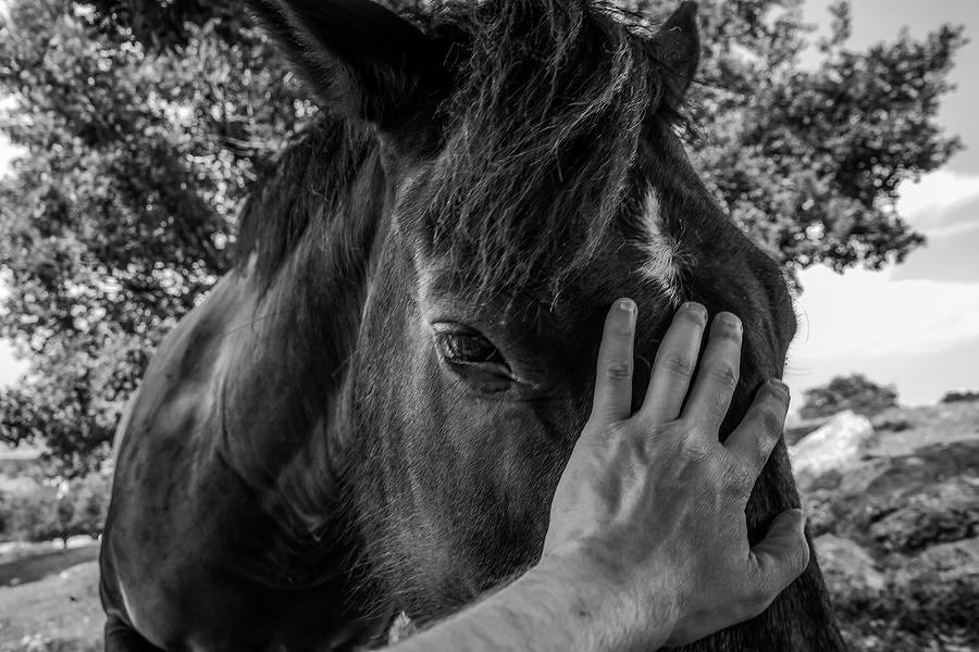 A horse as a friend Photograph by Umberto Barone