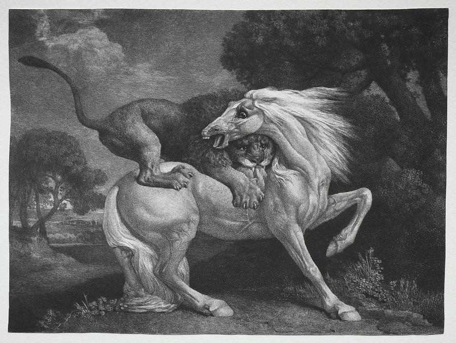 A Horse Attacked by a Lion 1788 George Stubbs British 1724 to 1806 Painting by MotionAge Designs