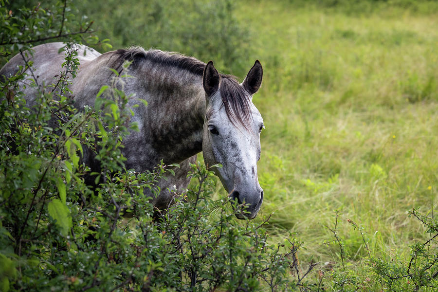 A Horse Behind The Bushes Photograph by Nicklas Gustafsson