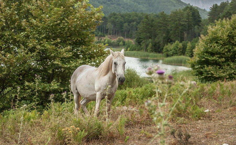 A horse Photograph by Eleni Kouri