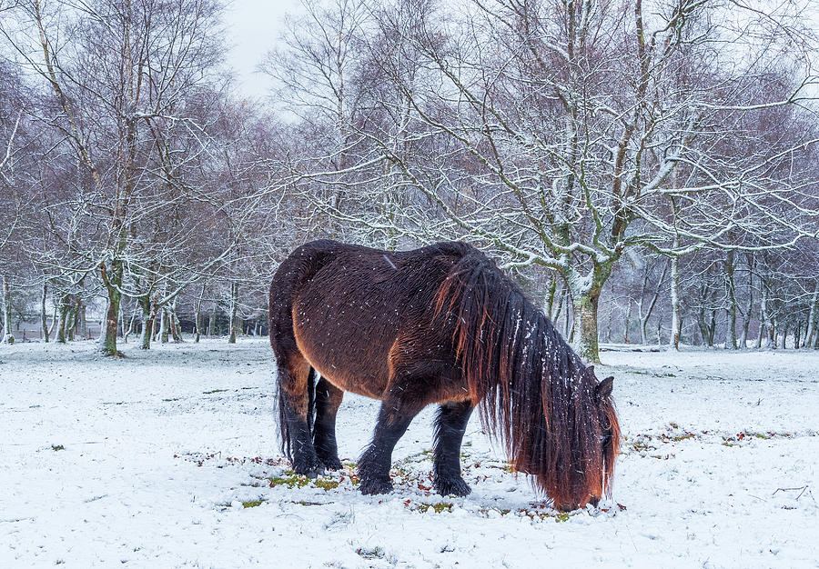 A Horse In Winter Photograph