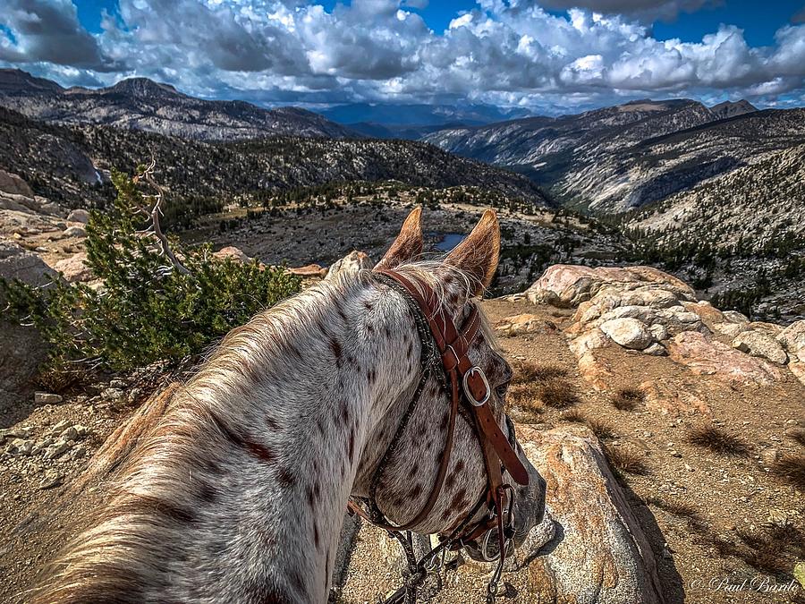 Mountain Photograph - A Horse Named Big Spot by Mountain Panda Photography