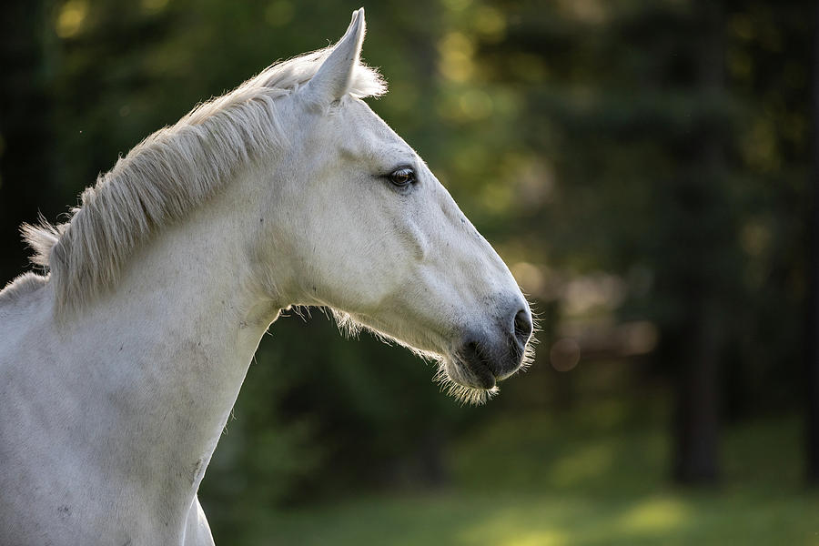 A Horse Named Diamond  Photograph by Lara Morrison