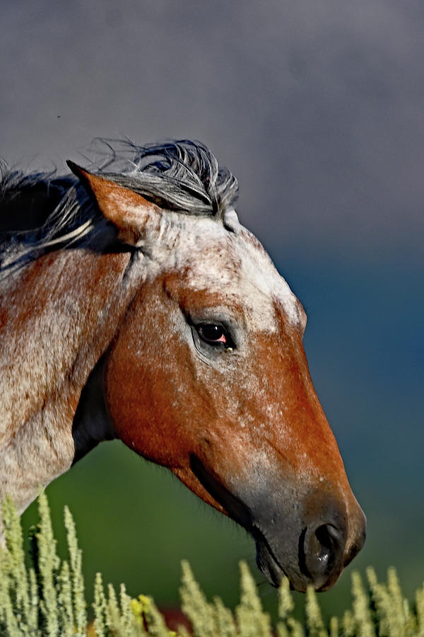 A Horse Portrait  Photograph by Amazing Action Photo Video