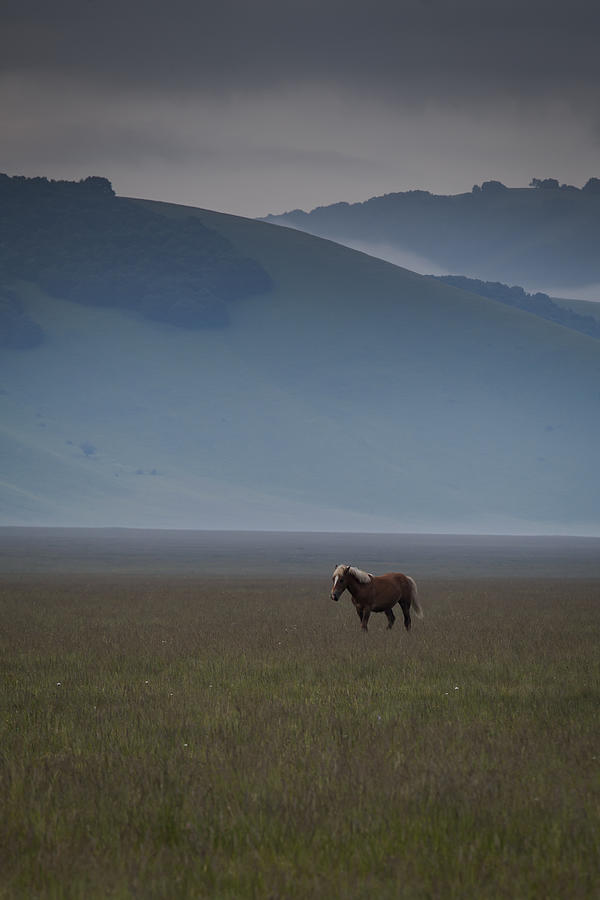 A horse with no name Photograph by Adriano Ficarelli