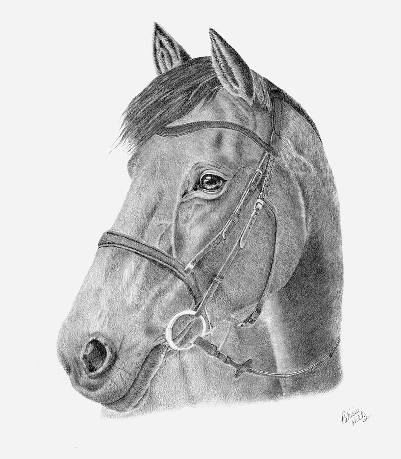 A Horses Beauty Drawing by Patricia Hiltz
