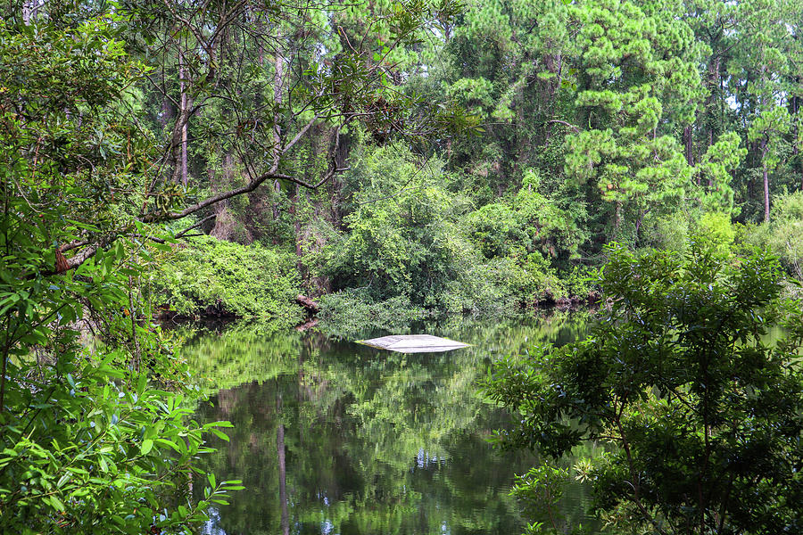 A Horton Pond Side Photograph by Ed Williams
