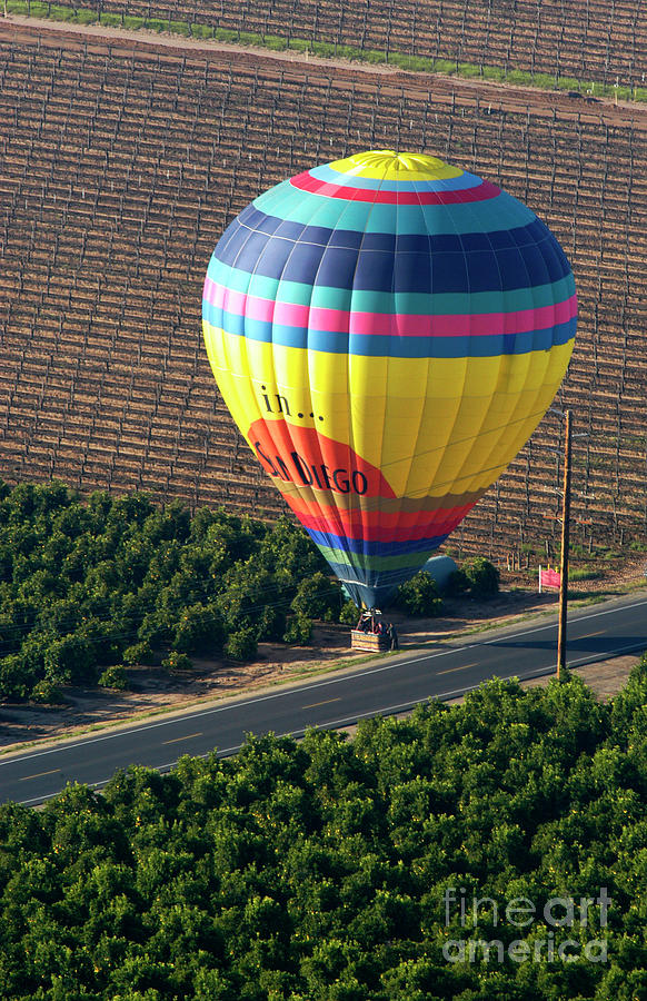 A hot air balloon flying very low to get a view of orange trees.  Photograph by Gunther Allen