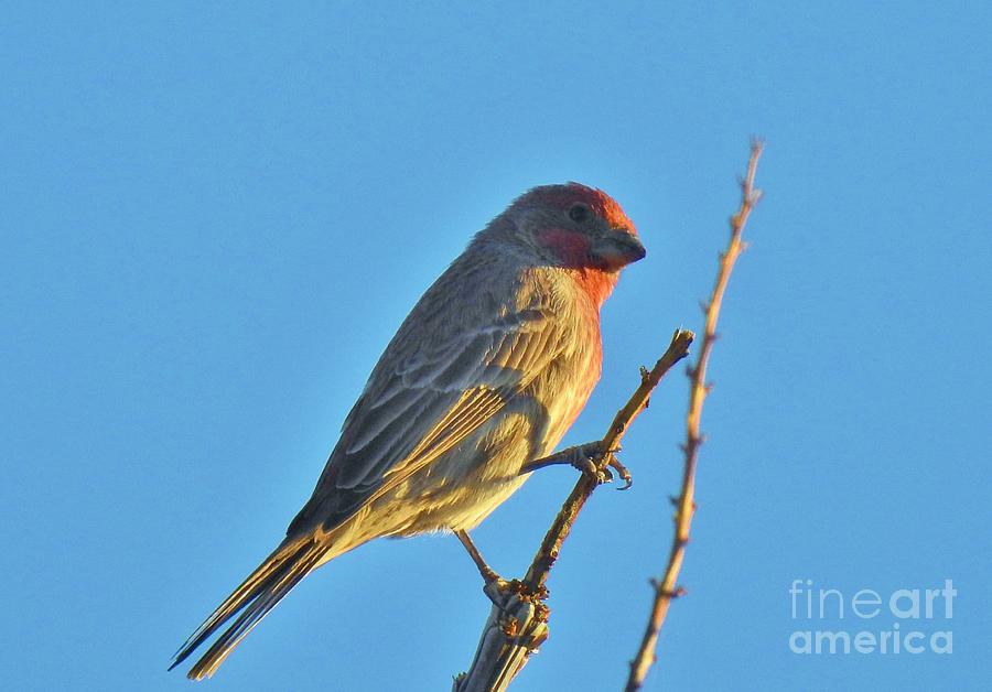 A House Finch Golden Hour Moment Photograph by Janet Marie
