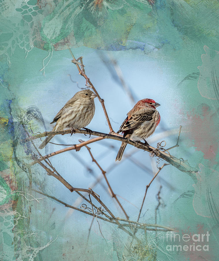 A House Finch Love Story Photograph by Sandra Rust
